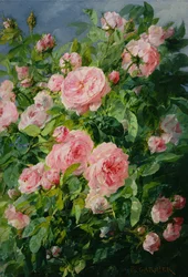 Rosa Rosen